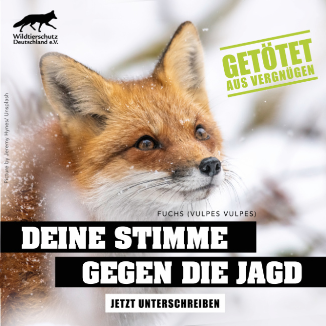 © Bildrechte: Wildtierschutz Deutschland e.V. Fotograf: Jeremy Hynes/Unsplash Bild zum Eintrag (1076804-160)