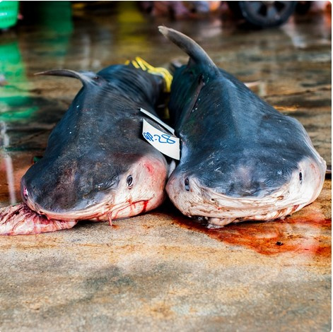 © Sharkproject Bild zum Eintrag (1076822-160)