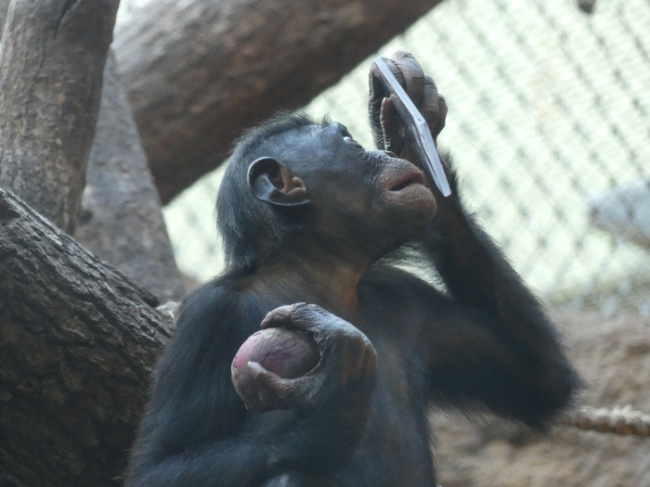 © Zoo Frankfurt Bild zum Eintrag (1076828-160)