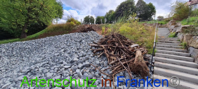 © Artenschutz in Franken® Bild zum Eintrag (1076830-160)