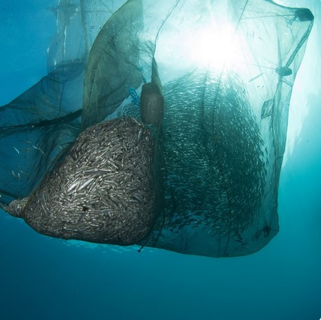 © Sharkproject Bild zum Eintrag (1076838-160)