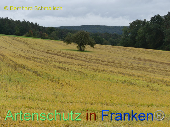 © Artenschutz in Franken® / Bernhard Schmalisch Bild zum Eintrag (1076865-160)