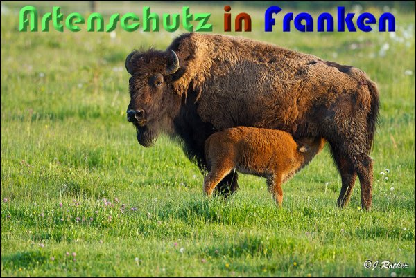 © Artenschutz in Franken® / Johannes Rother Bild zum Eintrag (1076871-160)
