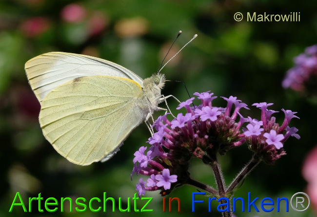 © Artenschutz in Franken® / Willibald Lang Bild zum Eintrag (1076986-160)