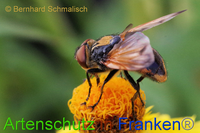 © Artenschutz in Franken® / Bernhard Schmalisch Bild zum Eintrag (1077010-160)