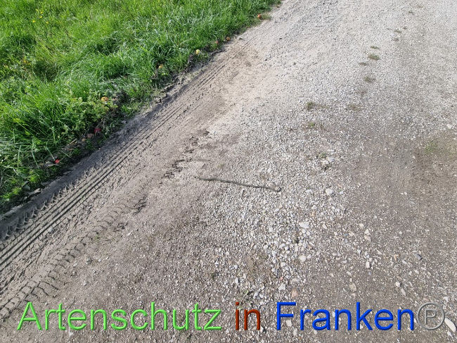 © Artenschutz in Franken® Bild zum Eintrag (1077065-160)