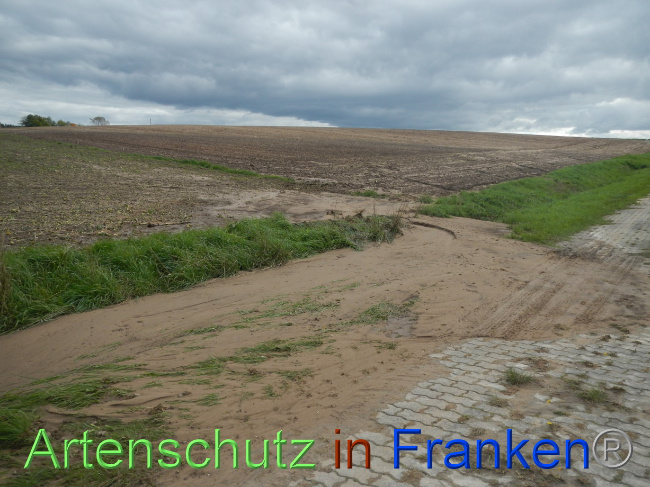 © Artenschutz in Franken® Bild zum Eintrag (1077079-160)
