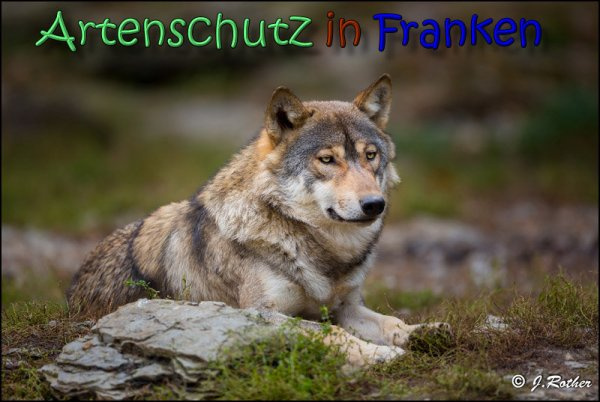 © Artenschutz in Franken® / Johannes Rother Bild zum Eintrag (1077088-160)