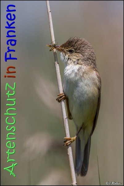 © Artenschutz in Franken® / Johannes Rother Bild zum Eintrag (1077122-160)