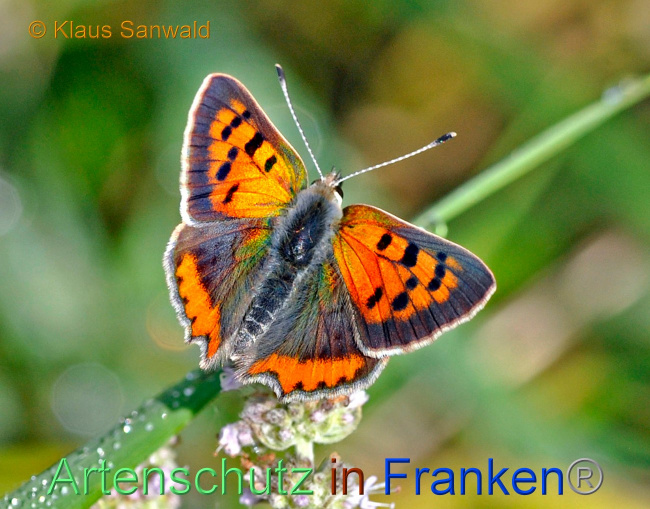 © Artenschutz in Franken® / Klaus Sanwald Bild zum Eintrag (1077205-160)