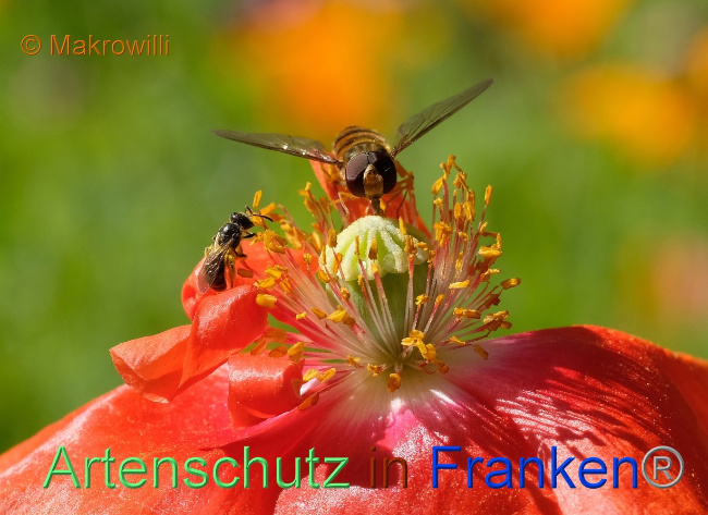 © Artenschutz in Franken® / Willibald Lang Bild zum Eintrag (1077277-160)