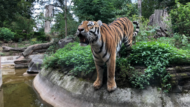 © ZOOLOGISCHER GARTEN MAGDEBURG gGmbH Bild zum Eintrag (1077301-160)