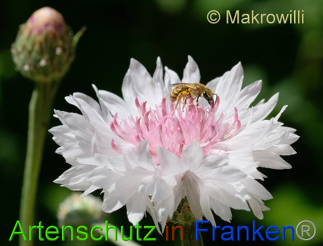 © Artenschutz in Franken® / Willibald Lang Bild zum Eintrag (1077506-160)