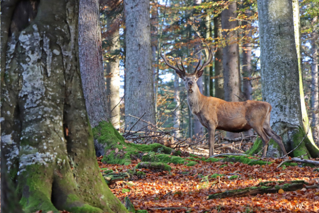 © Nationalparkverwaltung Bayerischer Wald Bild zum Eintrag (1077577-160)