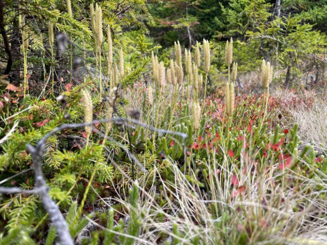 © Foto: Nationalpark Bayerischer Wald Bild zum Eintrag (1077709-160)