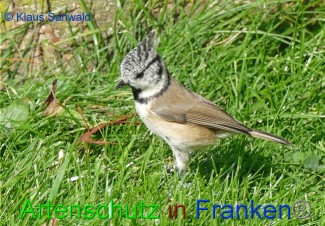 © Artenschutz in Franken® / Klaus Sanwald Bild zum Eintrag (1077789-160)