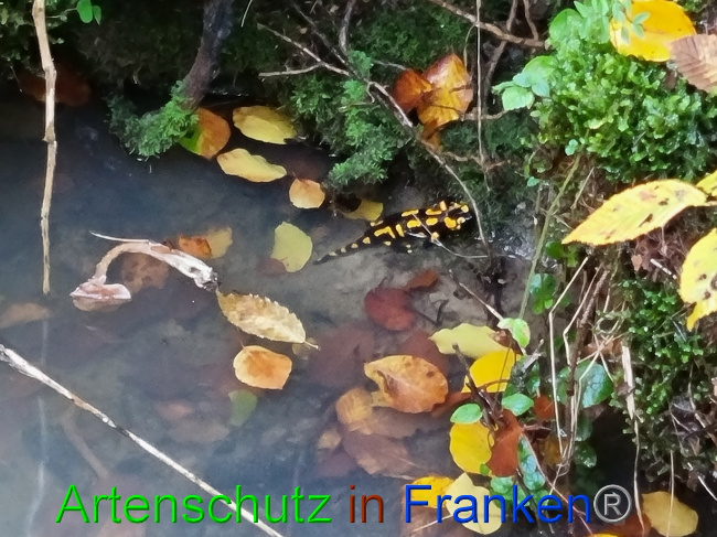 © Artenschutz in Franken® Bild zum Eintrag (1077880-160)