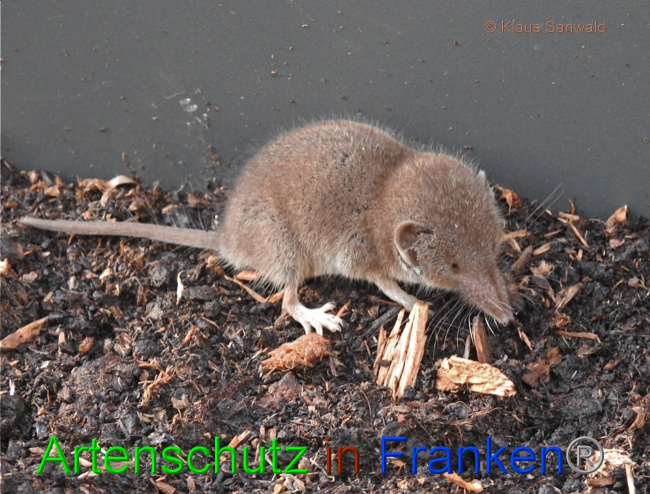 © Artenschutz in Franken® / Klaus Sanwald Bild zum Eintrag (1078013-160)