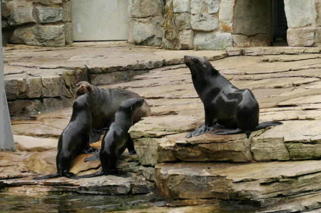 © Zoo Frankfurt Bild zum Eintrag (1078015-160)