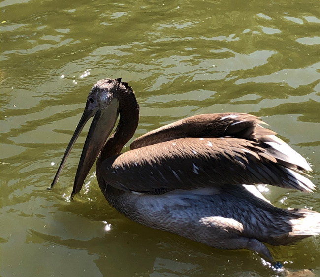 © ZOOLOGISCHER GARTEN MAGDEBURG gGmbH Bild zum Eintrag (1078017-160)