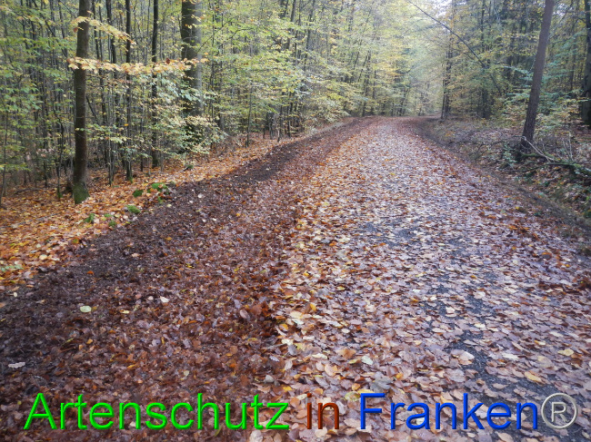 © Artenschutz in Franken® Bild zum Eintrag (1078082-160)