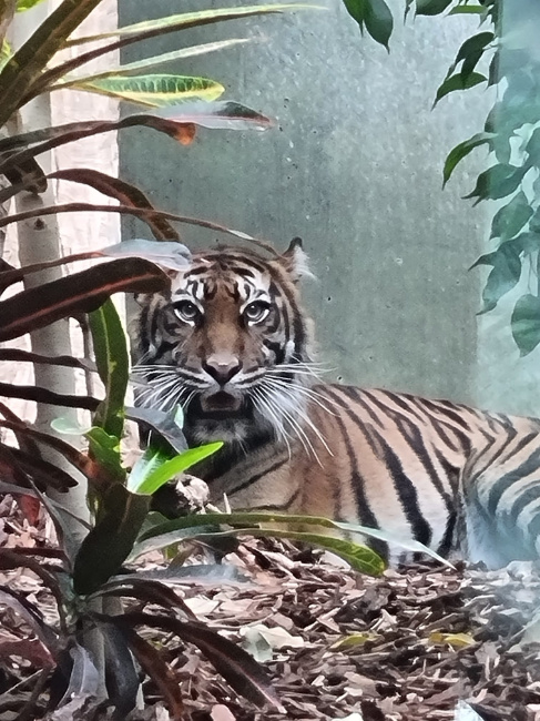 © Zoo Frankfurt Bild zum Eintrag (1078310-160)