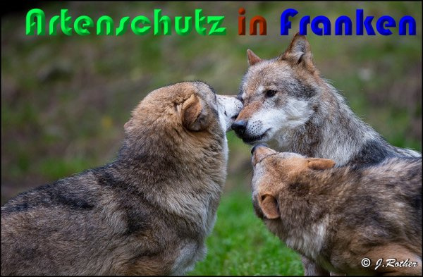 © Artenschutz in Franken® / Johannes Rother Bild zum Eintrag (1078450-160)