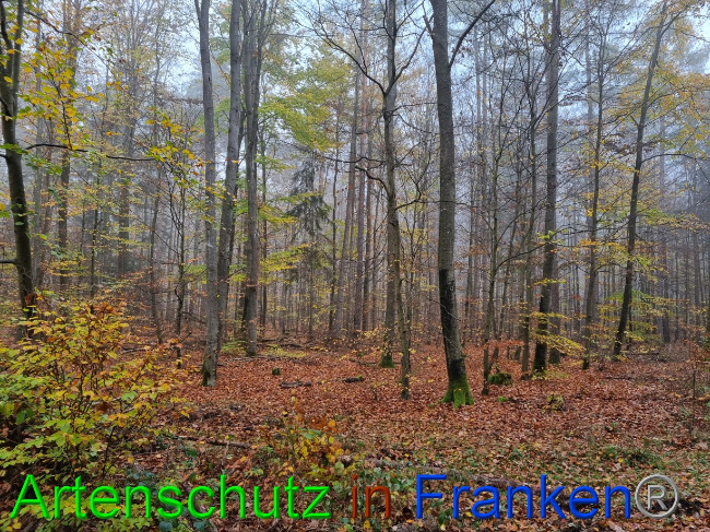 © Artenschutz in Franken® Bild zum Eintrag (1078493-160)