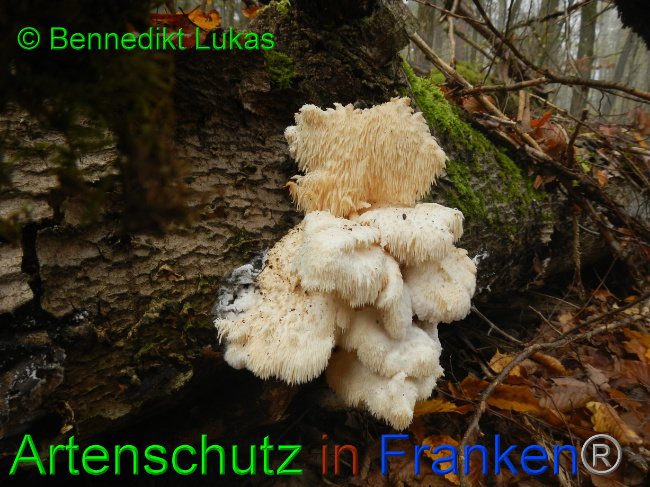 © Artenschutz in Franken® / Bennedikt Lukas Bild zum Eintrag (1078533-160)