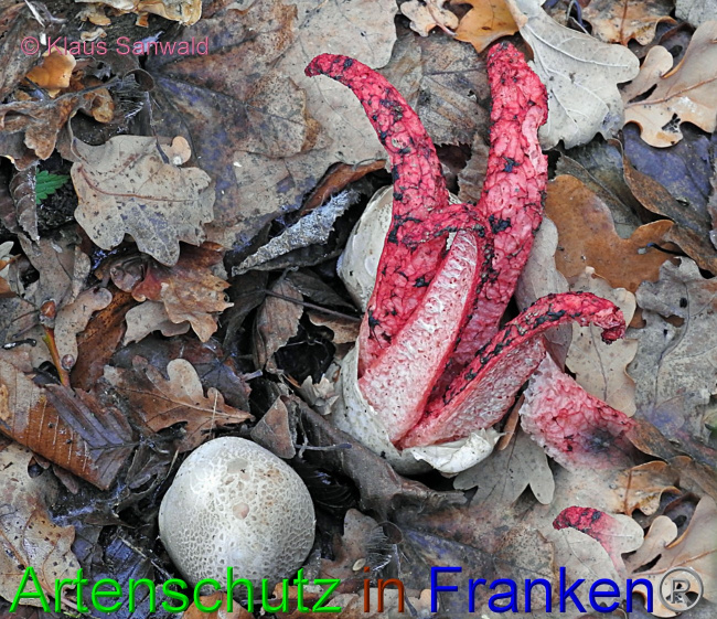 © Artenschutz in Franken® / Klaus Sanwald Bild zum Eintrag (1078578-160)