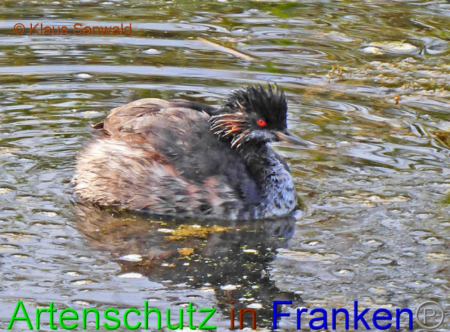 © Artenschutz in Franken® / Klaus Sanwald Bild zum Eintrag (1078602-160)