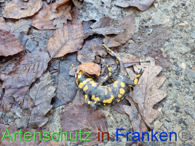 © Artenschutz in Franken® Bild zum Eintrag (1078637-160)