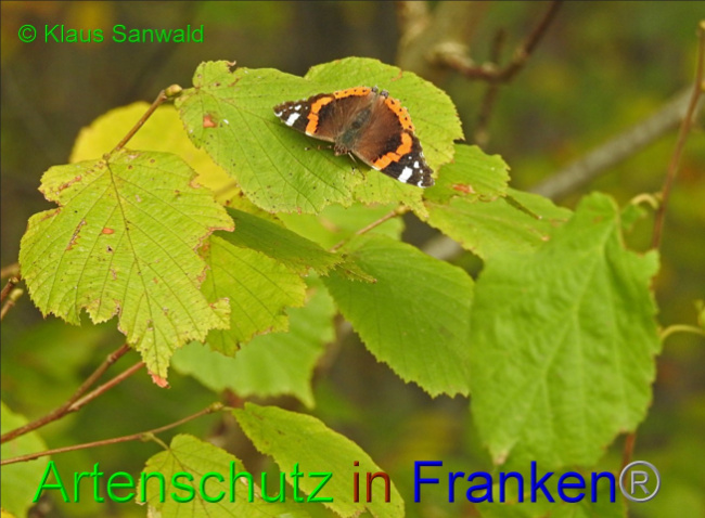 © Artenschutz in Franken® / Klaus Sanwald Bild zum Eintrag (1078641-160)