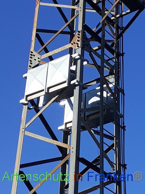 © Artenschutz in Franken® Bild zum Eintrag (1078806-160)