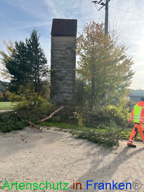 © Artenschutz in Franken® / Markt Burgwindheim Bild zum Eintrag (1078822-160)