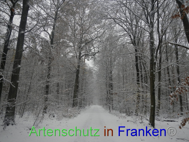 © Artenschutz in Franken® Bild zum Eintrag (1078864-160)