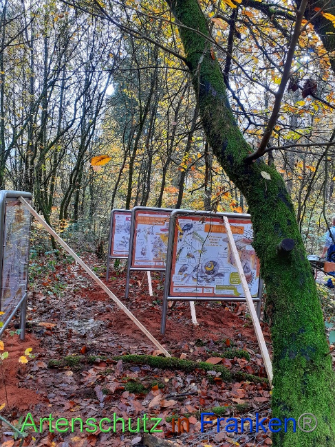 © Artenschutz in Franken® Bild zum Eintrag (1078886-160)