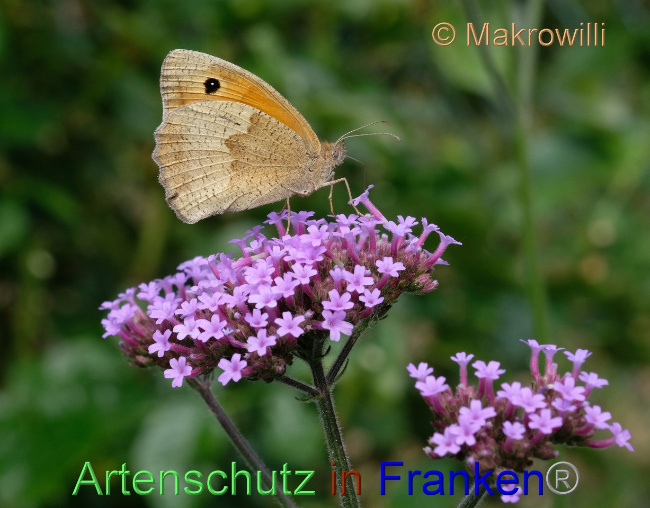 © Artenschutz in Franken® / Makrowilli Bild zum Eintrag (1078962-160)