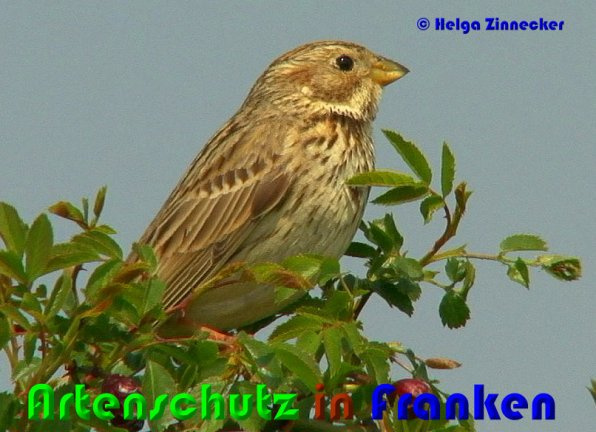 © Artenschutz in Franken® / Helga Zinnecker Bild zum Eintrag (1078985-160)