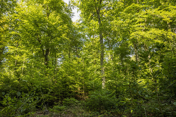 © Landesforsten RLP /Jonathan Fieber Bild zum Eintrag (1079024-160)