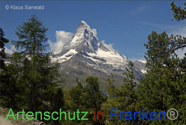 © Artenschutz in Franken® / Klaus Sanwald Bild zum Eintrag (1079055-160)