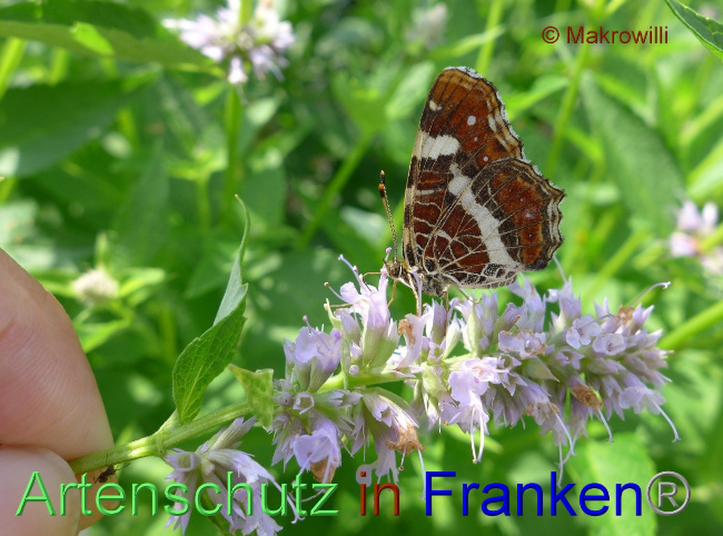 © Artenschutz in Franken® / Makrowilli Bild zum Eintrag (1079403-160)