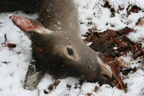 © Wildtierschutz Deutschland e.V. Bild zum Eintrag (1079609-160)