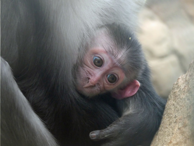 ©Zoo Frankfurt Bild zum Eintrag (1079653-160)