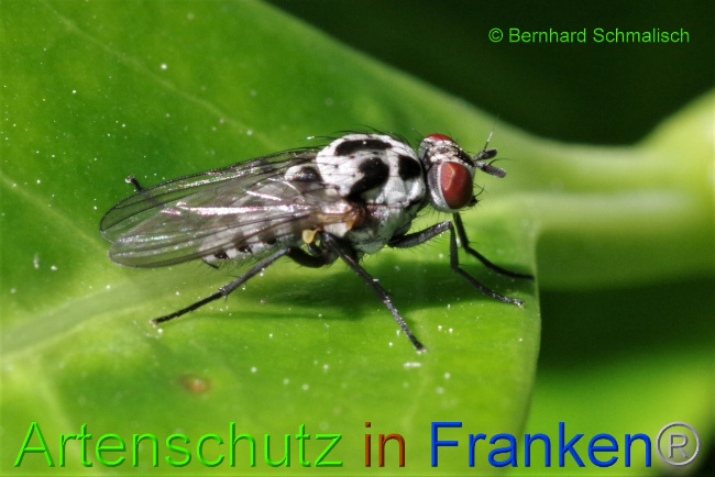 © Artenschutz in Franken® / Bernhard Schmalisch Bild zum Eintrag (1079729-160)