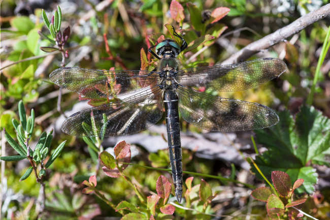 © BUND NATURSCHUTZ IN BAYERN E.V. (BN) / Michael Post Bild zum Eintrag (1079899-160)