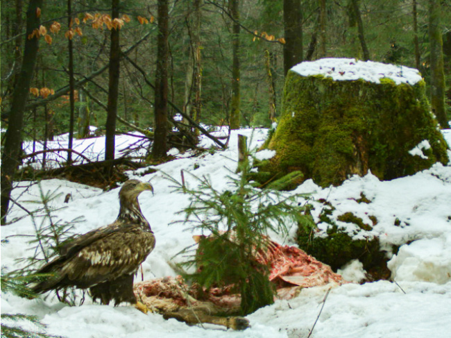 ©Nationalparkverwaltung Bayerischer Wald Bild zum Eintrag (1080467-160)