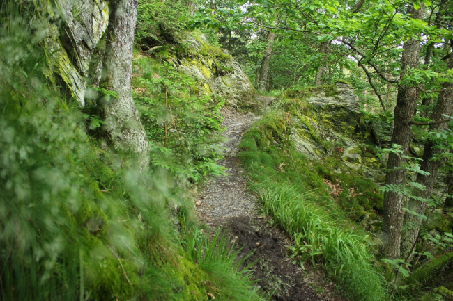 © Nationalparkverwaltung Eifel/ M. Menninghaus Bild zum Eintrag (1080509-160)