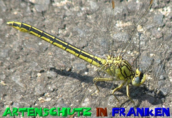 © Artenschutz in Franken® / Albert Meier Bild zum Eintrag (1080652-160)