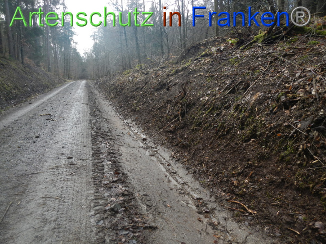 © Artenschutz in Franken® Bild zum Eintrag (1080721-160)